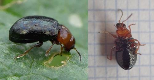 Podagrica malvae